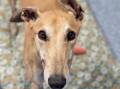 Meet Judy, a gentle greyhound waiting for a family to take her home. Picture supplied