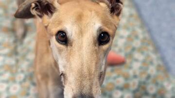 Meet Judy, a gentle greyhound waiting for a family to take her home. Picture supplied