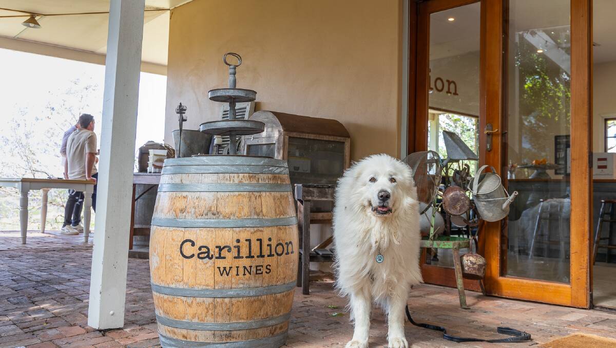 Pyrenean Mountain dog Kobe at Mount View's Carillion Wines. Picture supplied