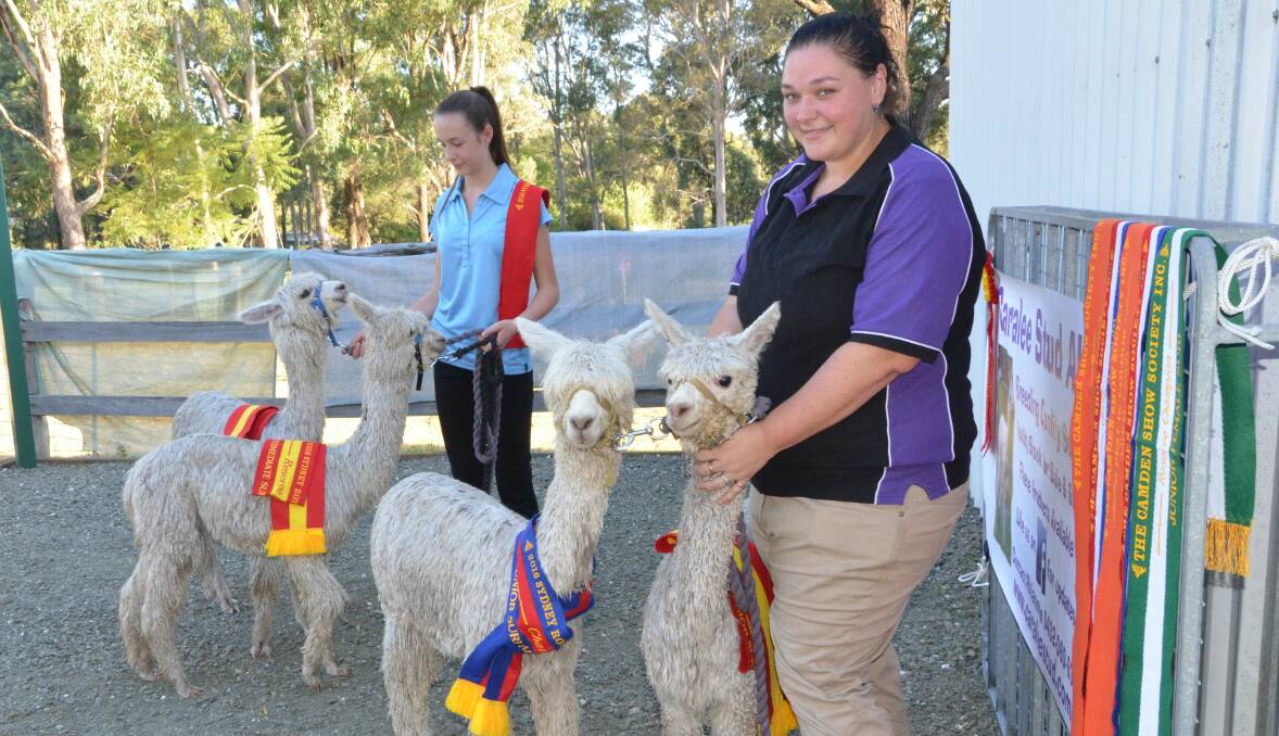 WINNERS: Caralee Stud Alpacas owner Rhiannon Lindley (right) and parader Catelyn Sumners with Caralee Colosseum, Caralee I'm A Little Rebel, Caralee Selene and Alabaster Lilly.