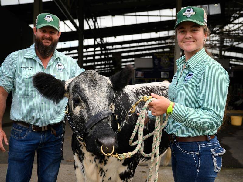 MacLean High's Christopher Kirkland and Grace Carr have been busy getting cattle ready for the show. (DAN HIMBRECHTS)