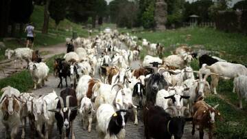 The ancient Appian Way linking Rome with south Italy, popular with goats, has been heritage listed. Photo: AP PHOTO